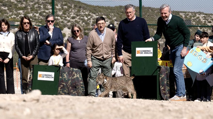 Comienza la reintroducción del lince ibérico en Aragón: sueltan a la primera pareja en la estepa zaragozana