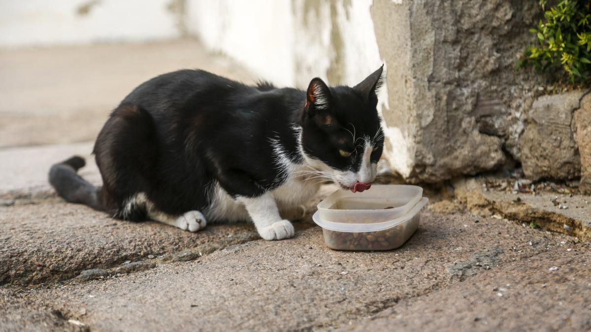 Un gato comiendo en una colonia felina de Córdoba.