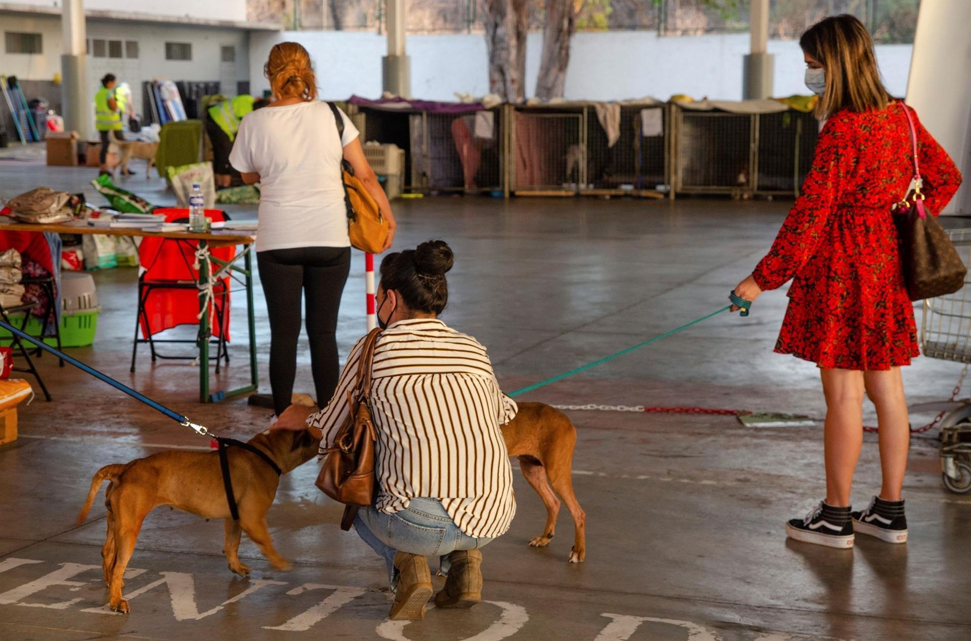 Albergue para animales improvisado en el polideportivo Conrado Hernández en Los Llanos de Aridane este jueves
