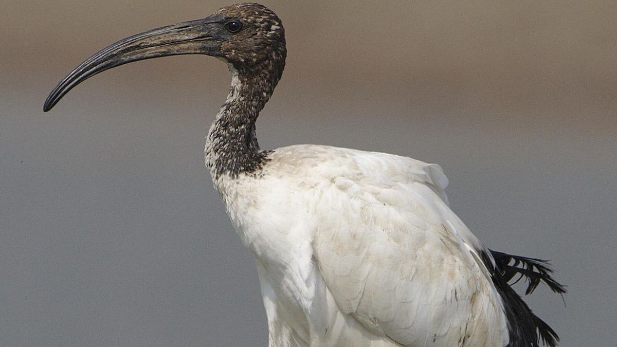El ibis ya ofrecía varias pistas sobre su vínculo lunar