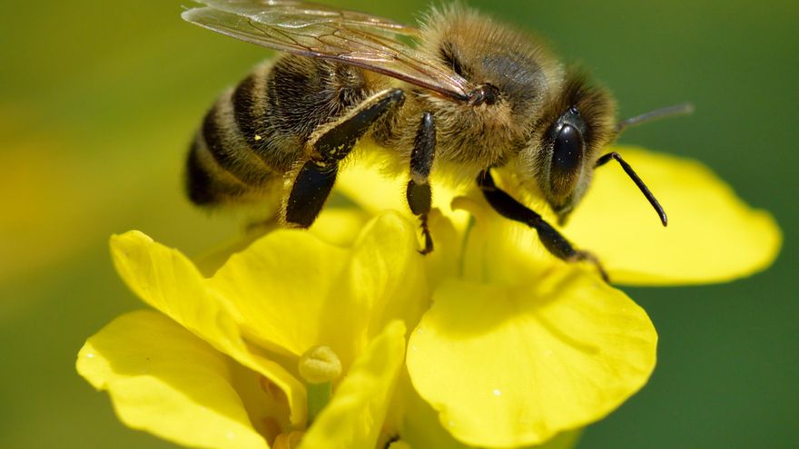 Movilización en Francia para frenar un insecticida mata abejas aprobado para "eliminar restricciones al agricultor"