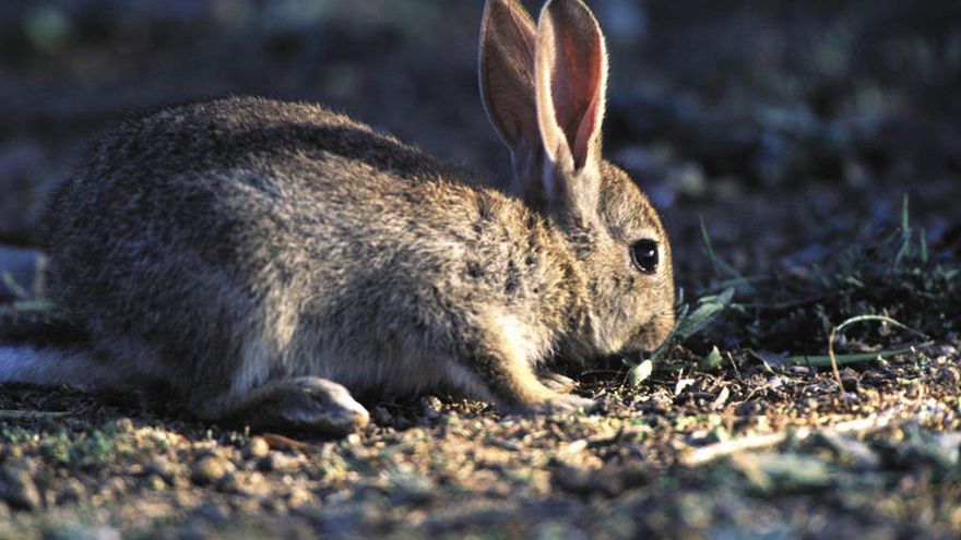 Castilla-La Mancha declara comarca de emergencia cinegética por daños de conejo en 56 municipios más que en 2025