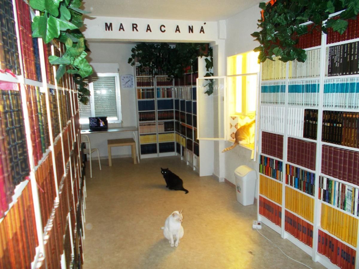 Los tres gatos de Vanessa en su biblioteca de "Maracaná"