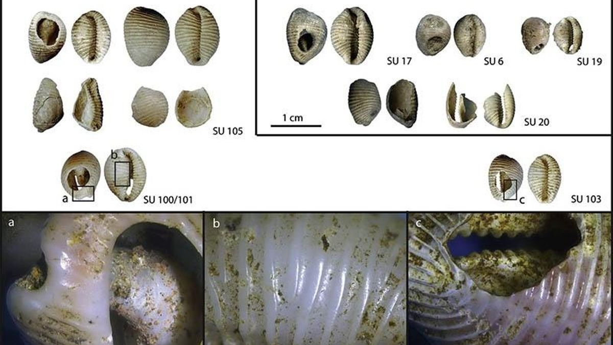 Nuevos hallazgos de investigadores de IIIPC en los yacimientos de El Mazo y El Toral III