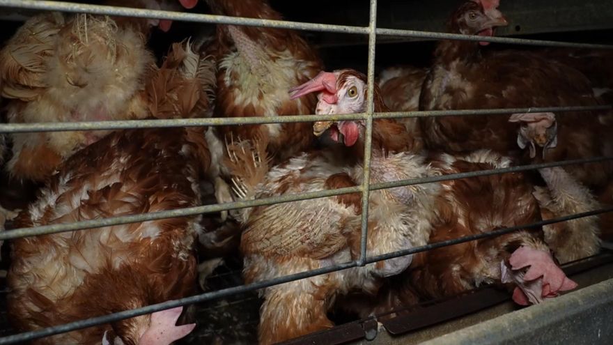Con parásitos, desplumadas y rodeadas de cadáveres: nuevas imágenes de las gallinas explotadas en la 'granja de los horrores'