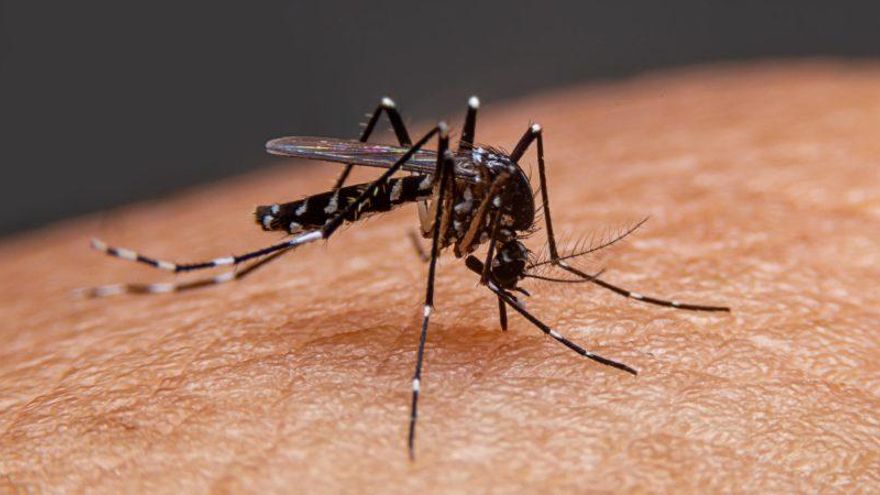 Hay brote de dengue en 17 municipios bonaerenses y se registró un muerto en Esteban Echeverría