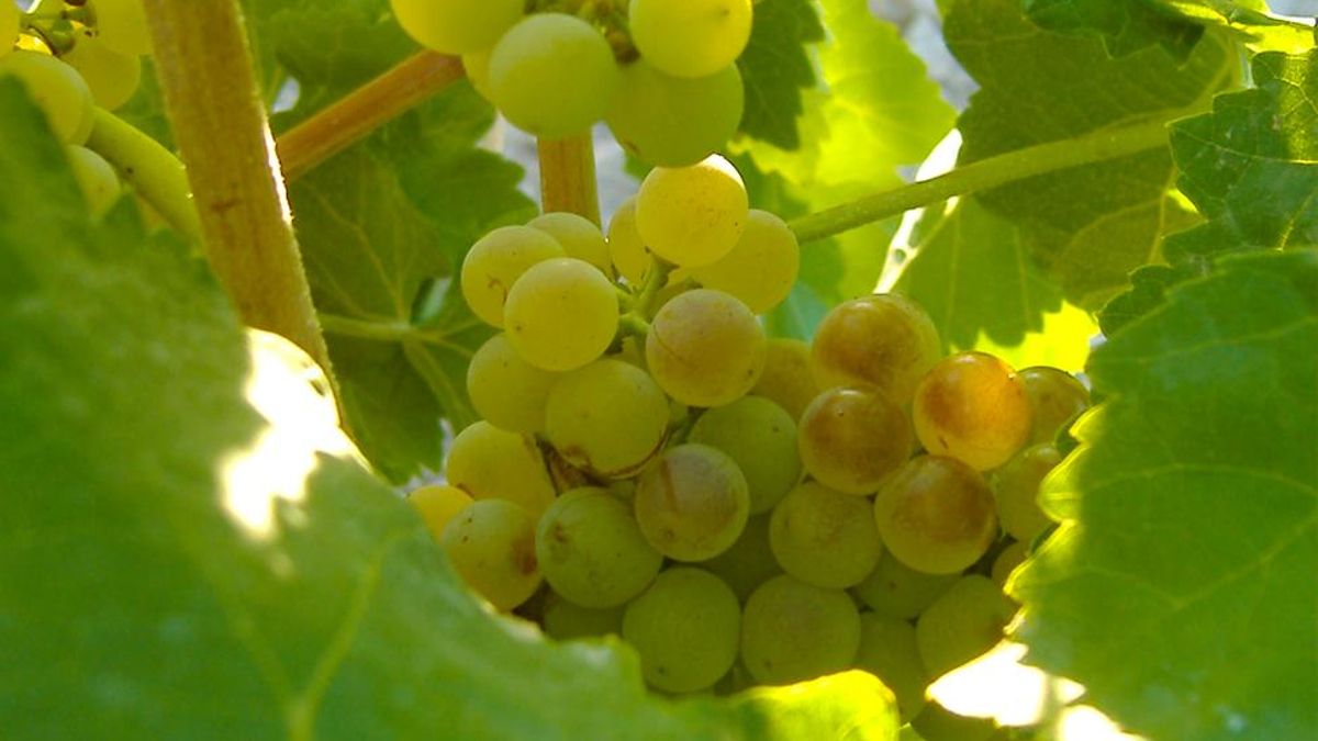 Cristina Nieto asume la Presidencia de la Interprofesional del Vino de Valdepeñas que alternará con Antonio Torres