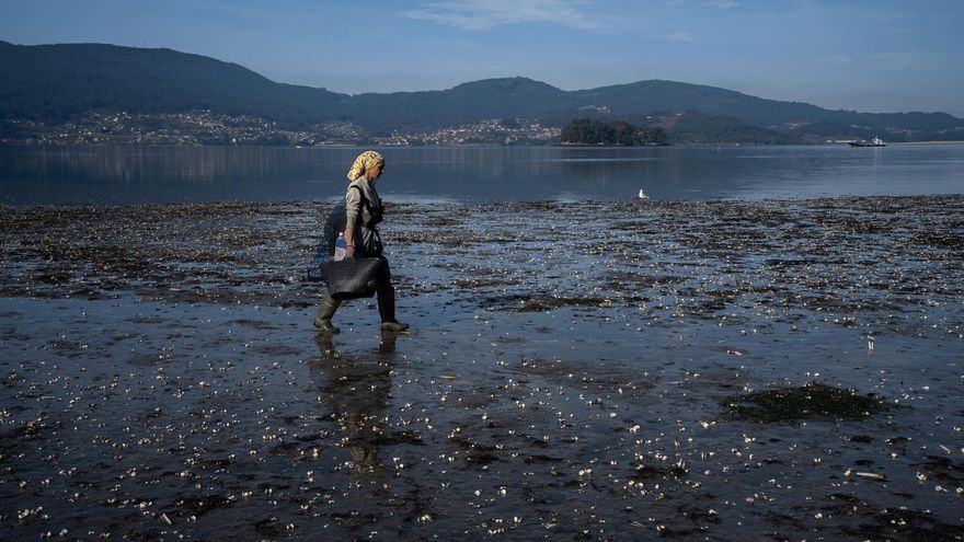 Los temporales del arranque del año provocan la muerte masiva de marisco en las rías gallegas
