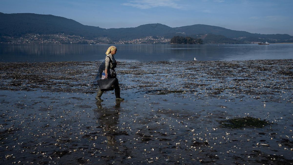 Los temporales del arranque del año provocan la muerte masiva de marisco en las rías gallegas
