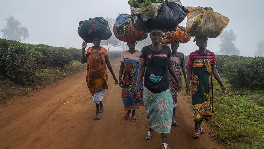 Grupo de mujeres atravesando una de las mayores plantaciones de té de Gurue de la compañía Chazeiras de Mozambique LDA.