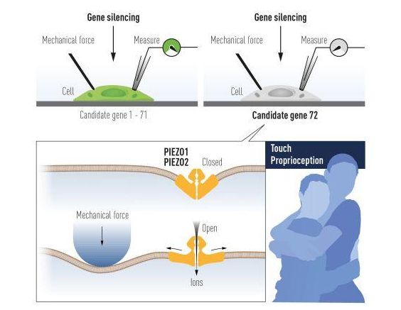 Patapoutian utilizó células mecanosensibles cultivadas para identificar un canal iónico activado por la fuerza mecánica. Tras un minucioso trabajo, se identificó el Piezo1. Basándose en su similitud con Piezo1, se encontró Piezo2. / Premio Nobel
