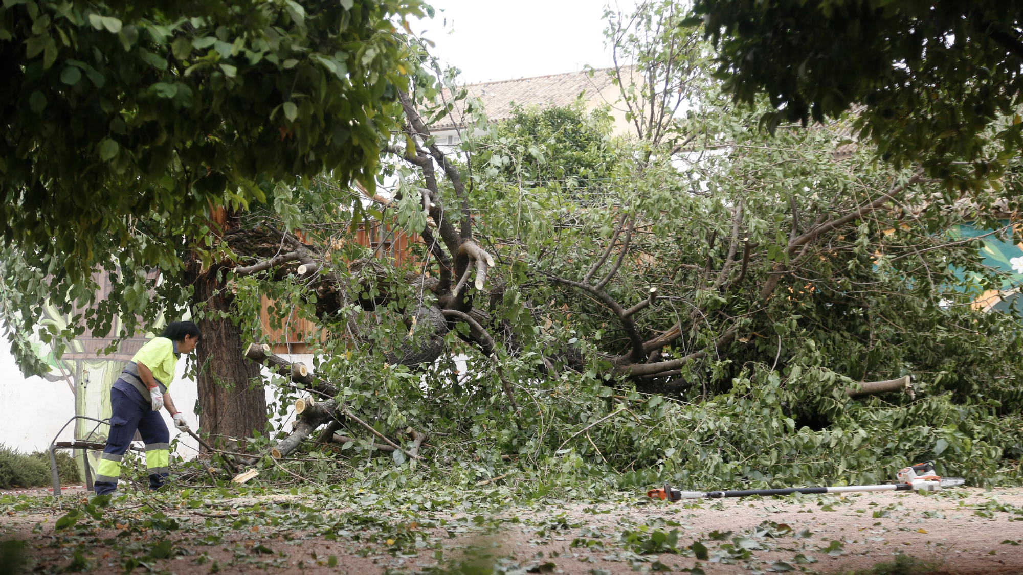 Árbol partido en el parque de Orive