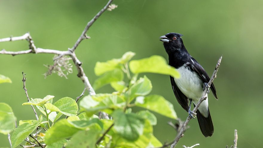 Uno de los fuertes del Parque Nacional Machalilla es su biodiversidad.