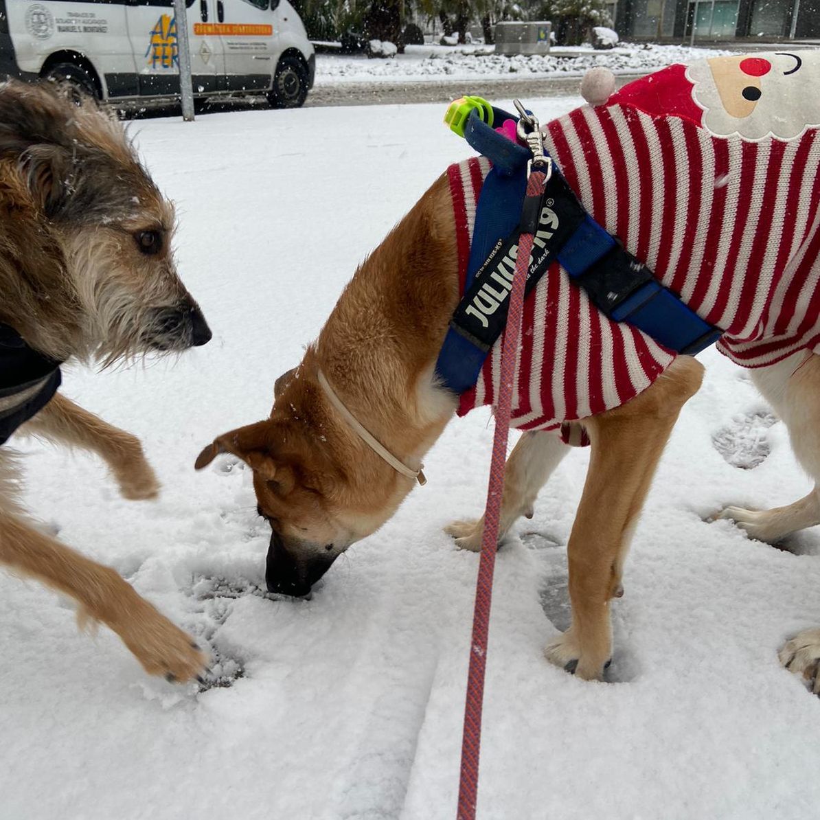 Perros jugando en Ciudad Real
