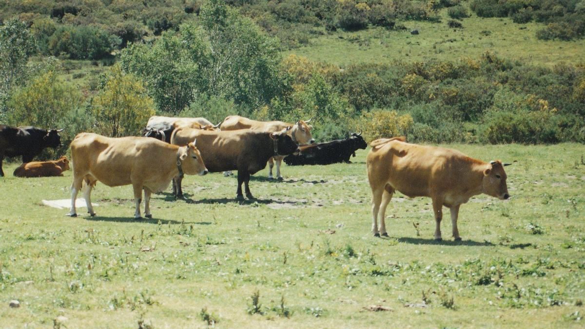 Vacas en la Veiga del Palo, en Caboalles de Arriba, en 1997.