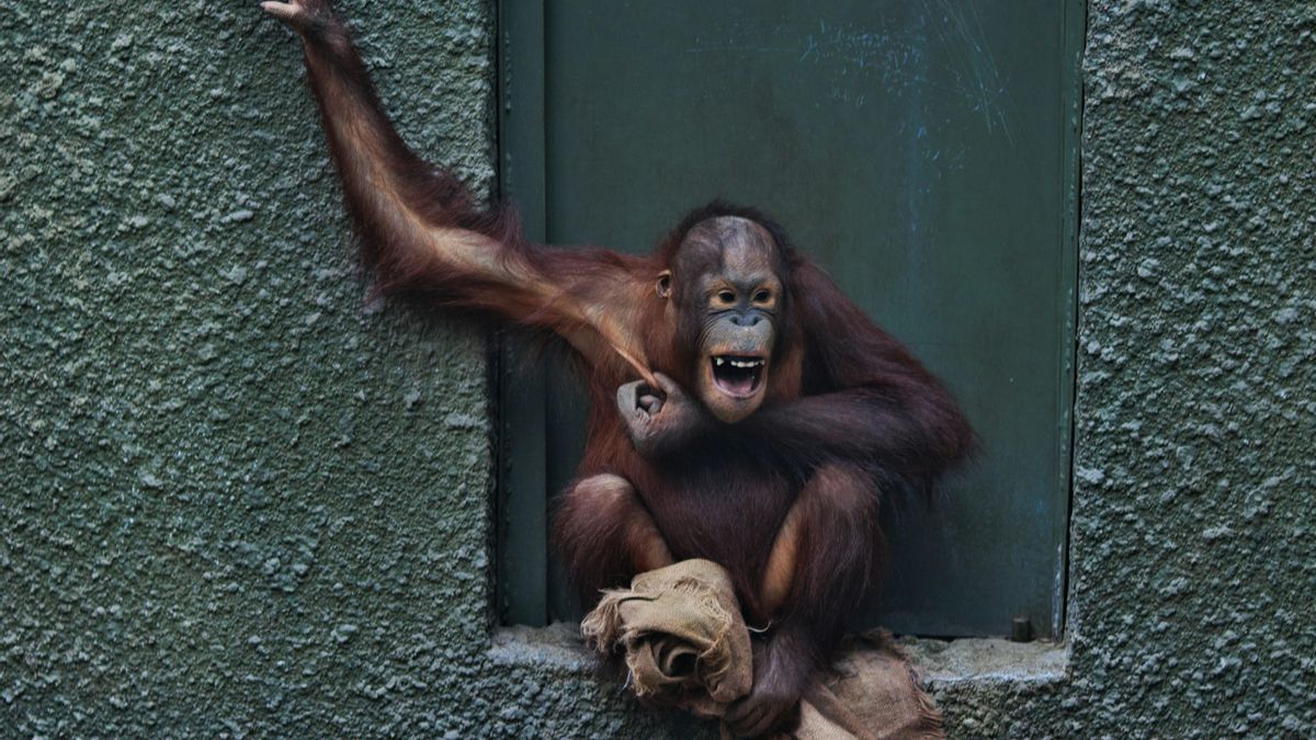 La risa de un orangután.