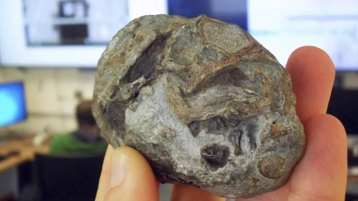 ¿De dónde vienen los mamíferos? Un fósil apunta a huevos en sus ancestros y abre un nuevo escenario