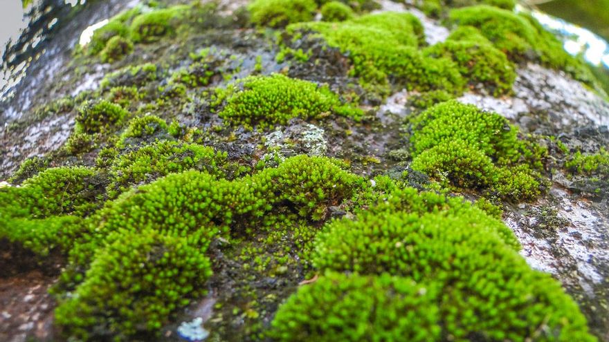 Cinco curiosidades sobre los musgos de los belenes de Navidad: plantas que “renacen” y sobreviven en el espacio exterior