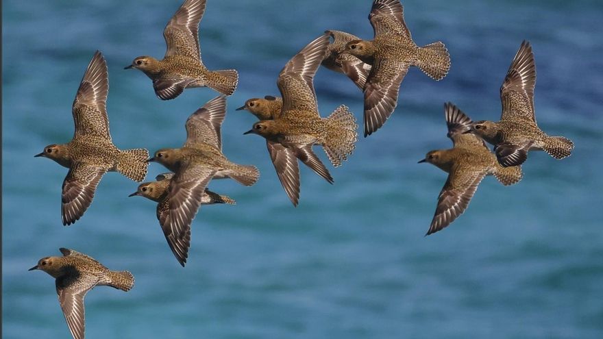 Detectado el virus de la enfermedad de Newcastle en aves silvestres de Mallorca