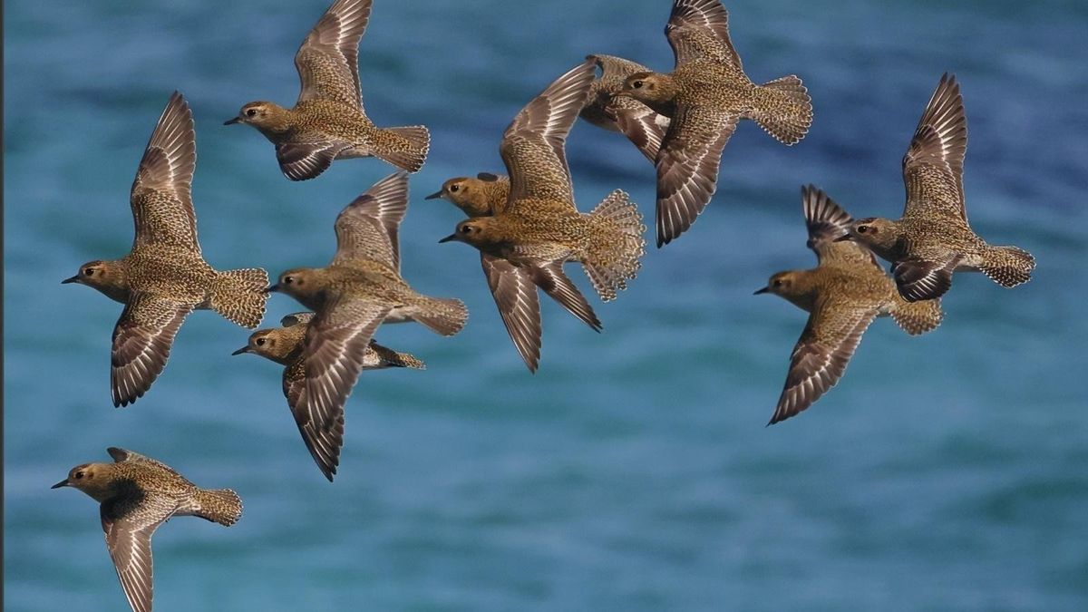 Baleares detecta el virus de la enfermedad de Newcastle en aves silvestres de Mallorca