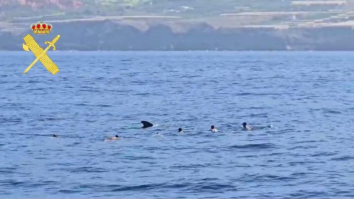 Los turistas, nadando junto a las ballenas en la costa de Tenerife.