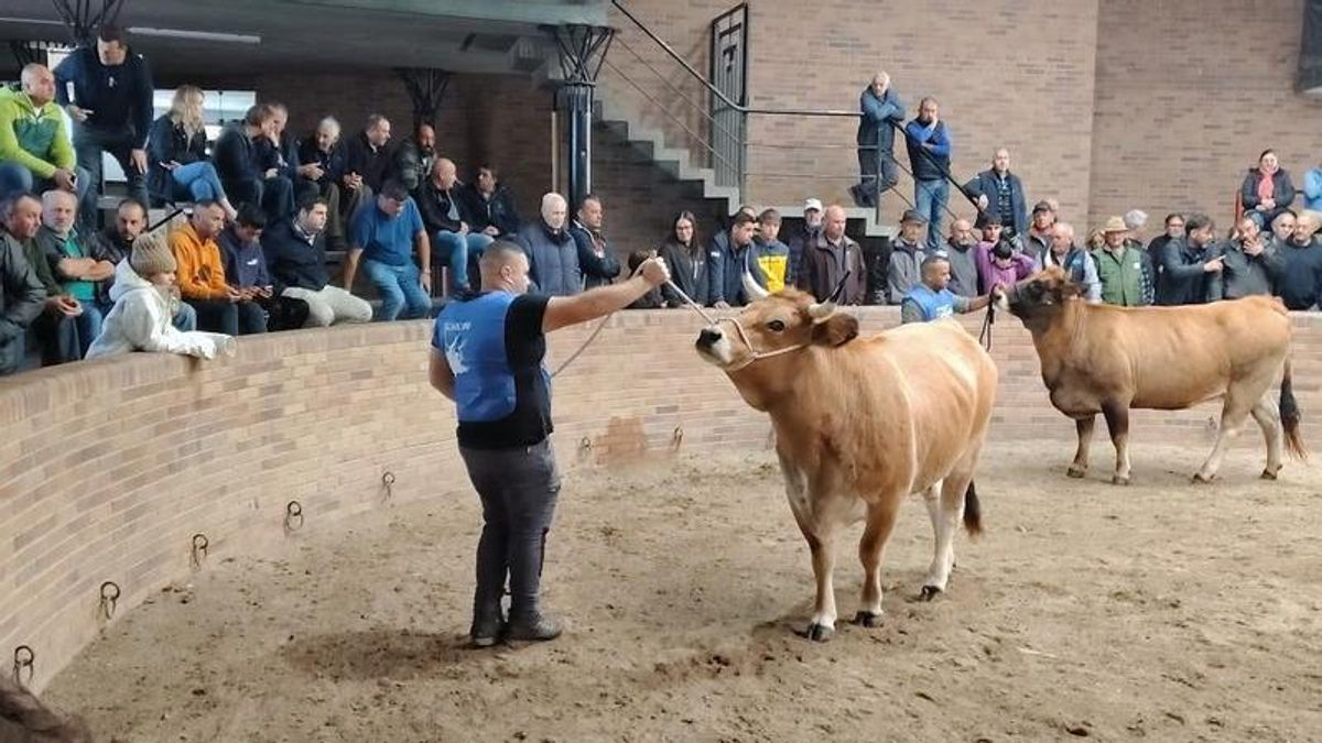 El certamen de Asturiana de los Valles corona a 'Corzo', 'Cuarentena', 'Malvosa' y 'Chaparro como triunfadores en Villablino