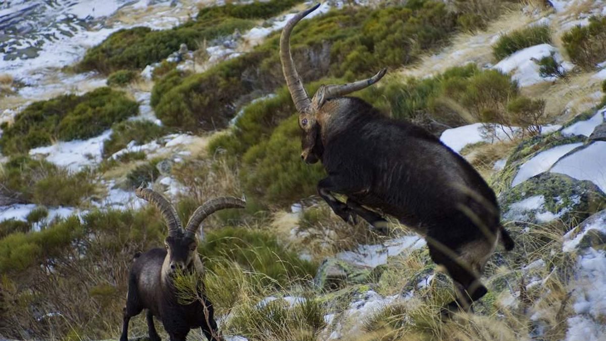 En muchas de las rutas de la Sierra de Gredos, es posible presenciar los enfrentamientos entre machos monteses