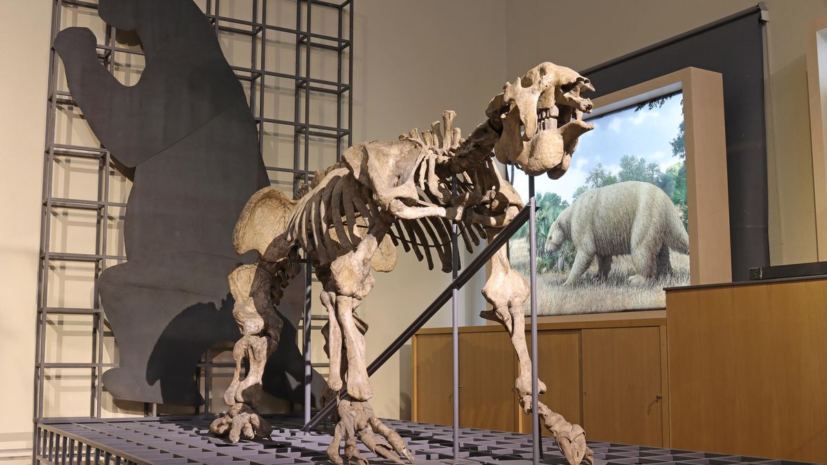 Fotografía cedida por el Museo Nacional de Ciencias Naturales de un esqueleto de megaterio. J.M Cazcarra / MNCN-CSIC.