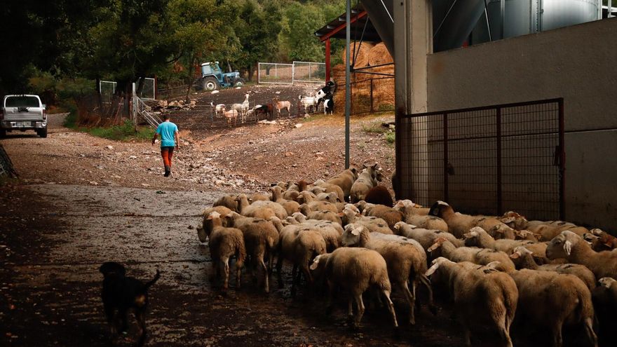 De la lejanía institucional a la realidad en los valles pirenaicos: una mirada cercana e inmersiva sobre el sector ovino