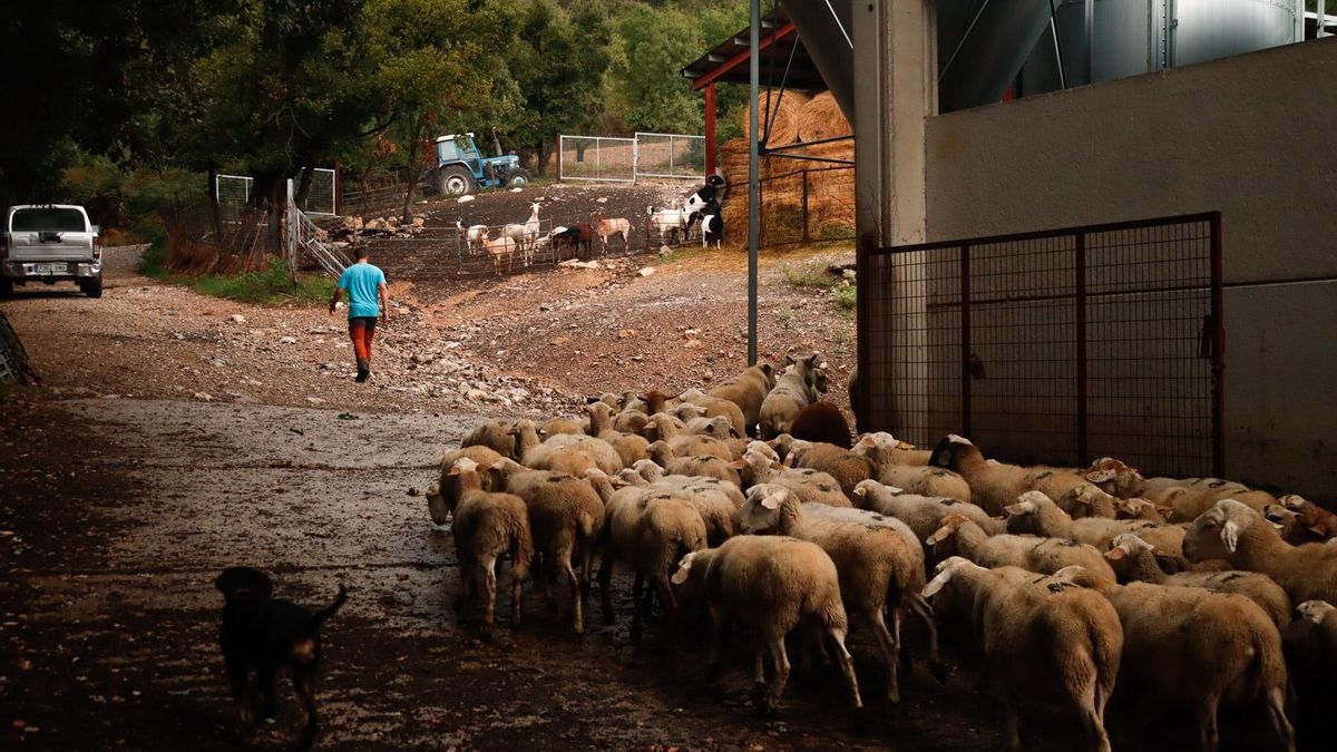De la lejanía institucional a la realidad en los valles pirenaicos: una mirada cercana e inmersiva sobre el sector ovino