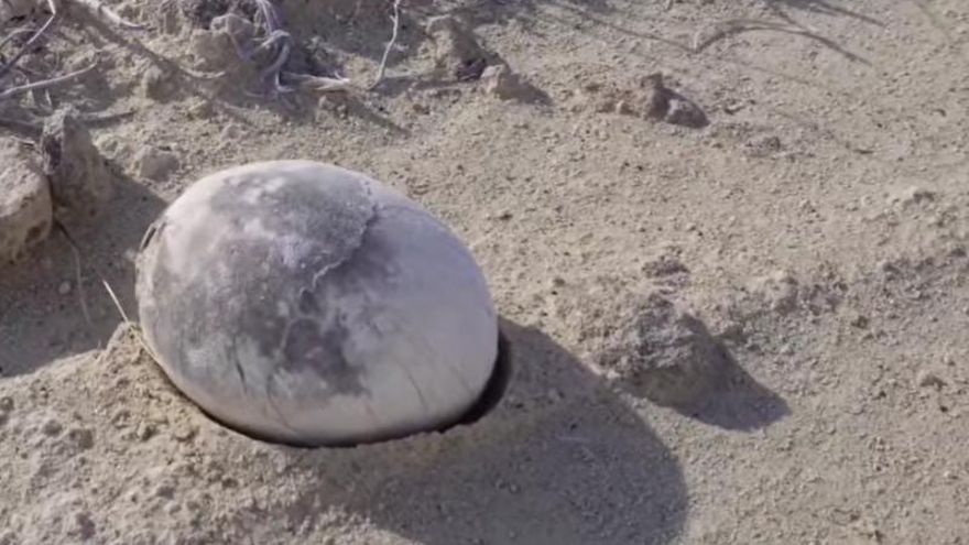 Hallan en Río Negro un huevo de dinosaurio casi intacto: podría contener un embrión carnívoro en desarrollo