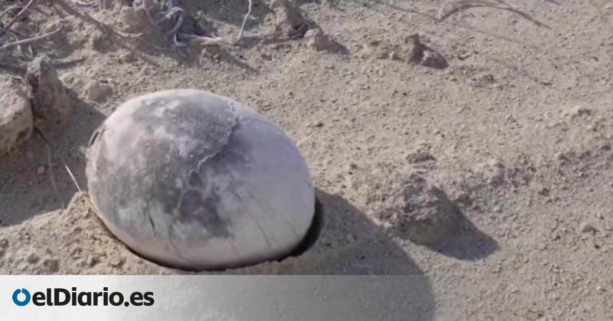 Hallan en Argentina un huevo de dinosaurio casi intacto: podría contener un embrión carnívoro en desarrollo