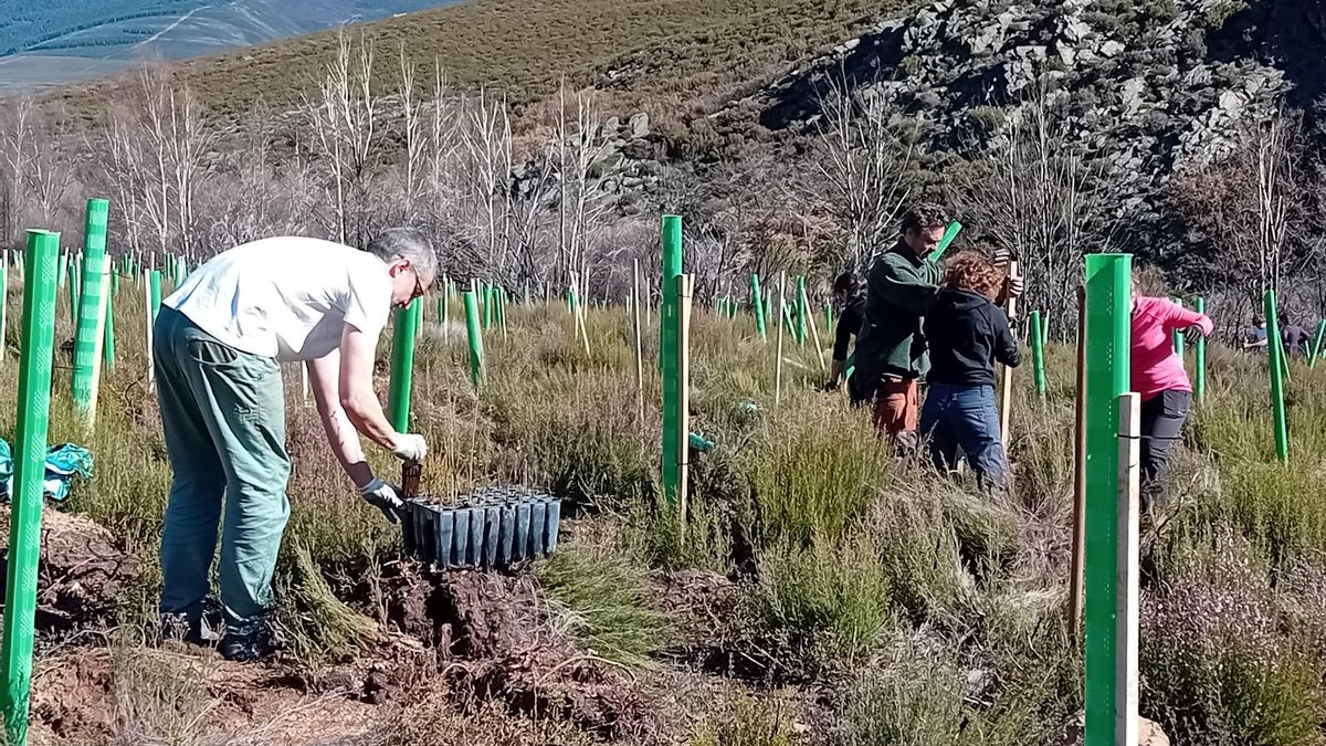 Jornadas de plantaciones con voluntarios en Valdavido, Cabrera.