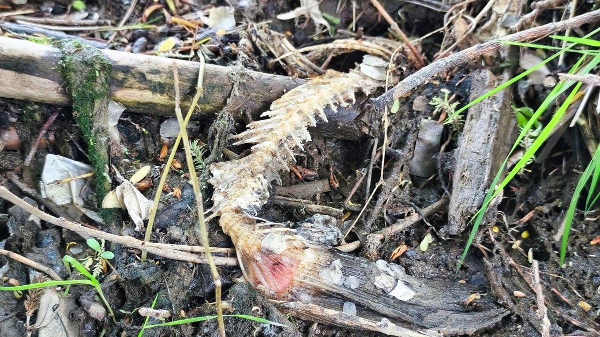 Restos de alimentos de nutria en Madrid Río