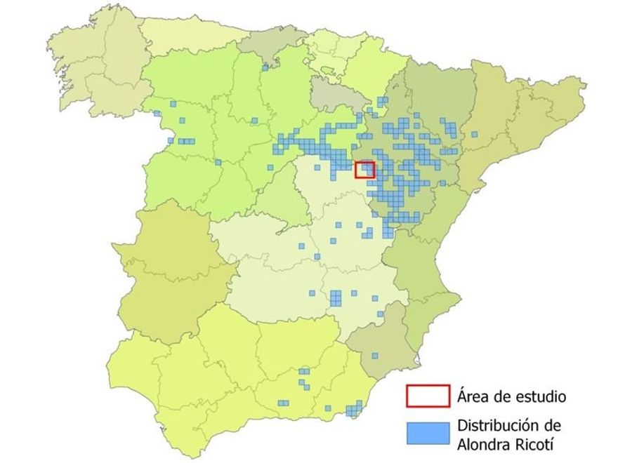 Distribución de la alondra ricotí