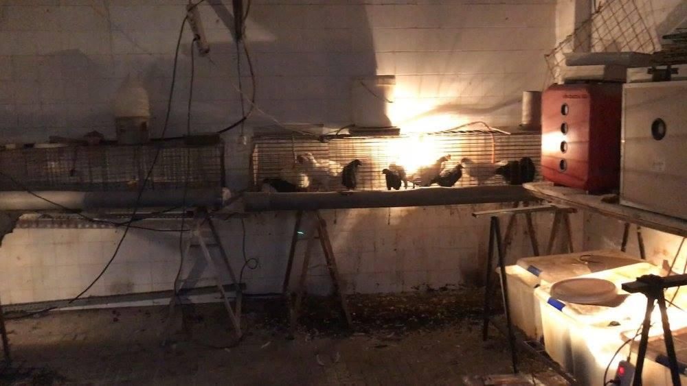 Interior en el que se encontraron numerosos animales