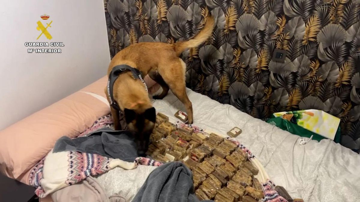 Un perro policía junto a la droga incautada en la operación policial desarrollada conjuntamente en Asturias, Barcelona y Francia.