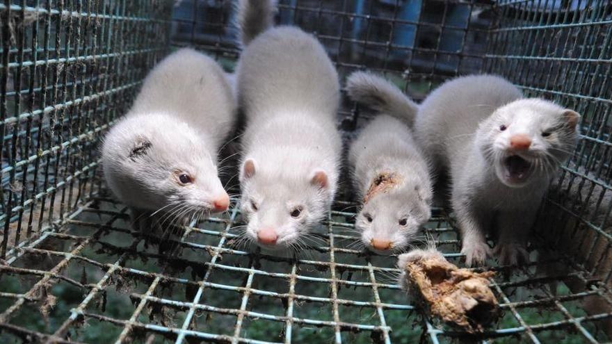 La Xunta sacrificará más de 50.000 visones en una granja coruñesa tras detectar un foco de gripe aviar