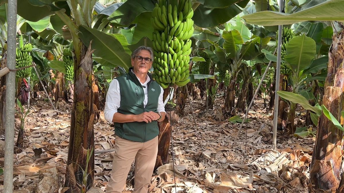 “El relevo generacional en el plátano traerá un cambio profundo y una gestión más eficiente”
