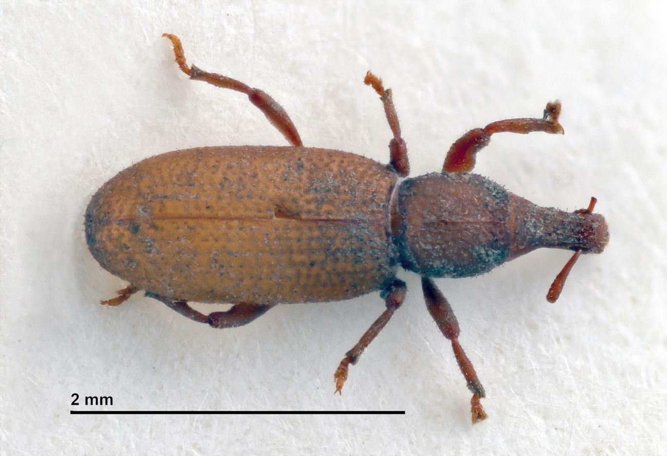 Baezia madai (Halotype). Foto: A. MACHADO