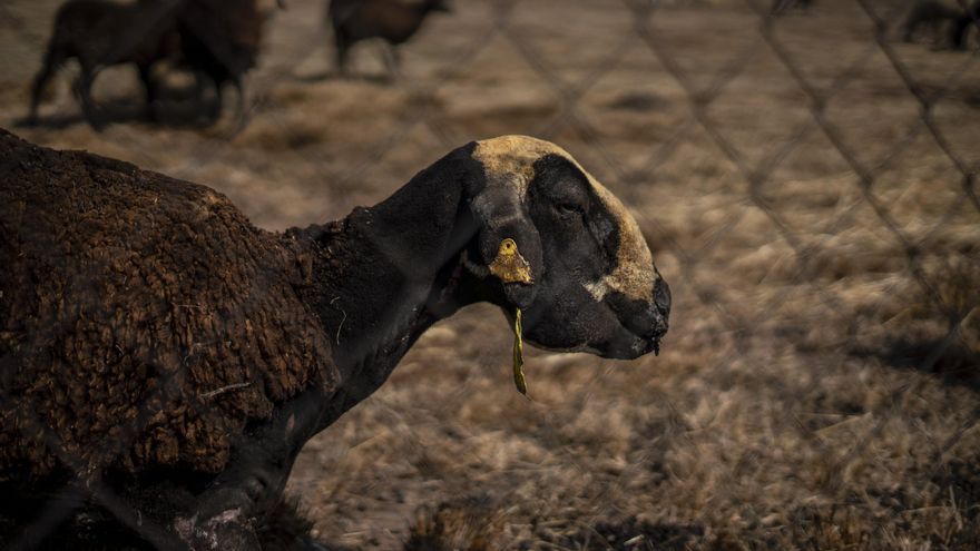 Una de las ovejas quemadas del pastor fallecido en el incendio Victoriano Antón.
