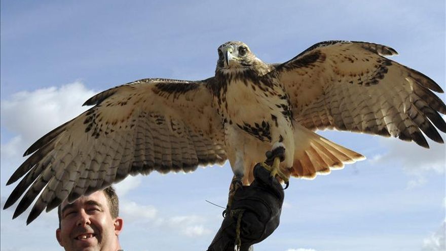 Cetreros en España, ¿ángeles o demonios?