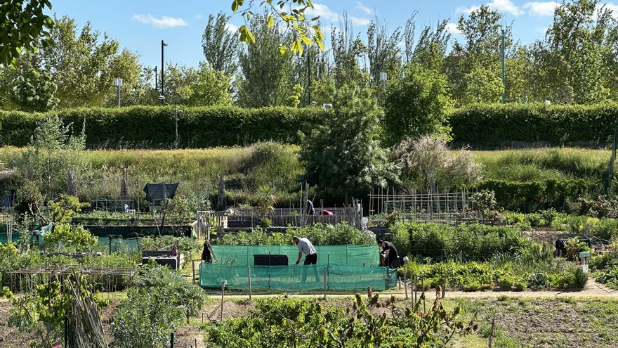 Sembrar futuro: los huertos de Zaragoza resisten a los nuevos modelos cultivando valores y comunidad