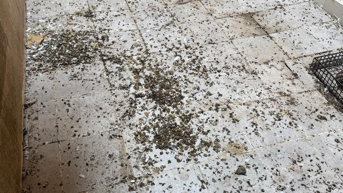 Denuncian la situación de la cárcel de Logroño: celdas cerradas por chinches, cucarachas, ratas y cadáveres de palomas