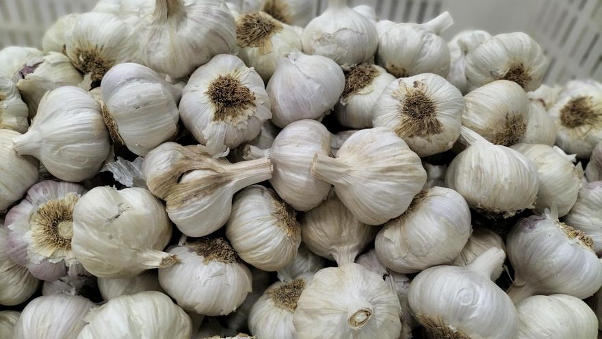 El sector del ajo alerta de que podría perder entre 4 y 20 millones de euros por los aranceles de Trump