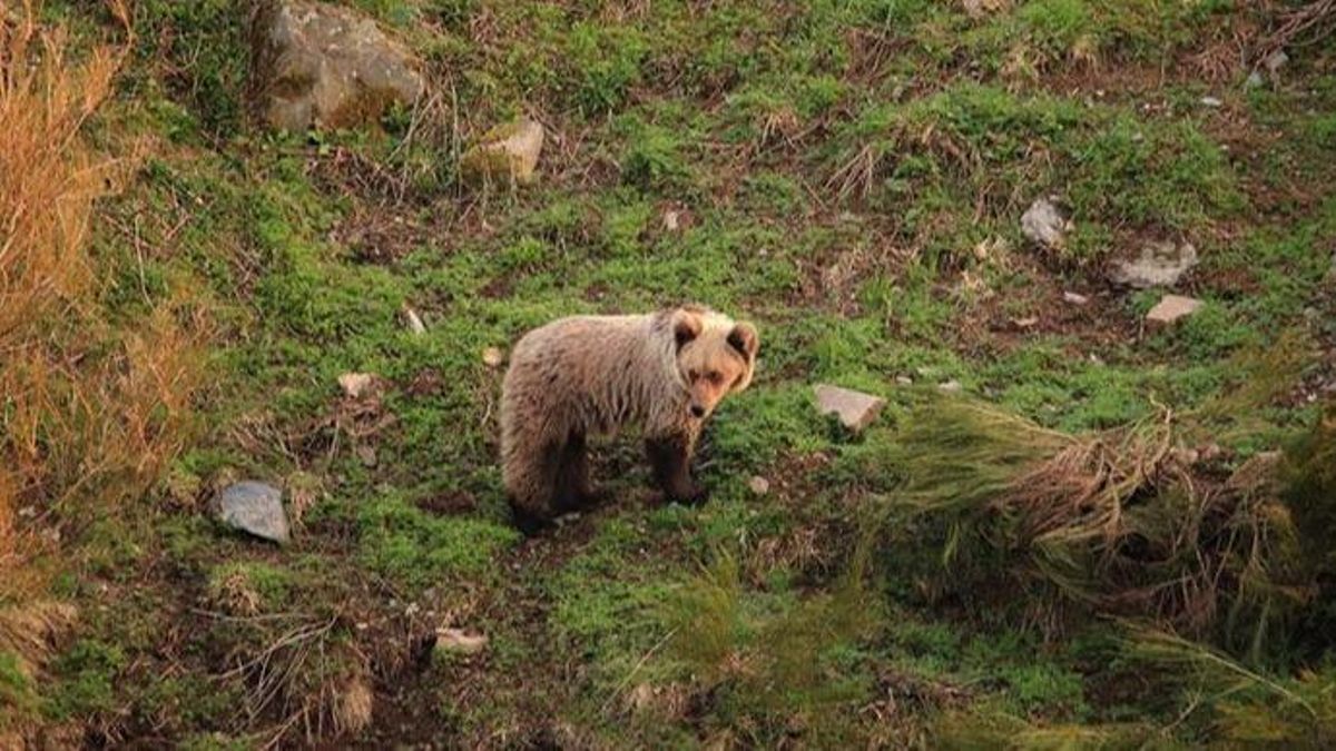 Un oso pardo en Somiedo.