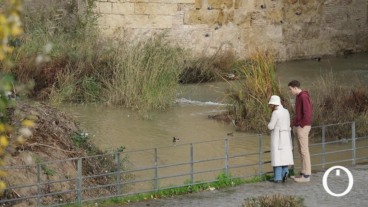 Así va el río Guadalquivir a su paso por Córdoba después de las últimas lluvias