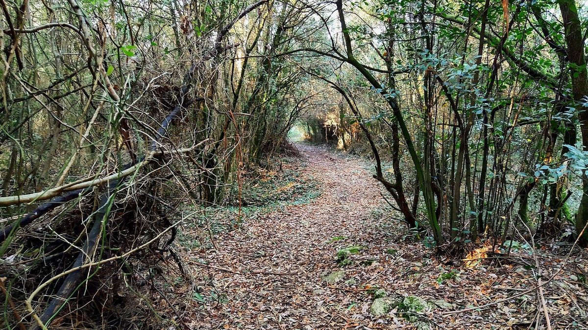 El PRC pide un plan integral para mejorar la gestión del monte Vizmaya para prevenir incendios en Entrambasaguas