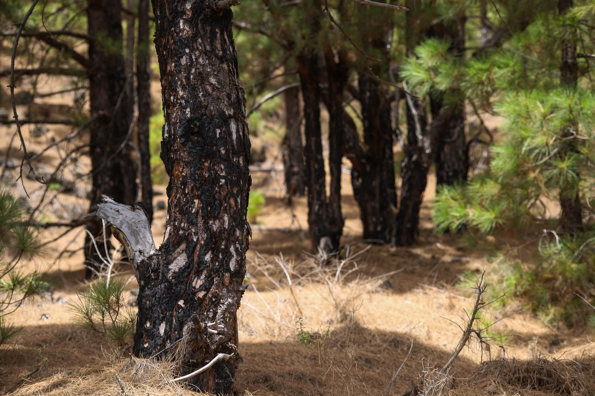 El pinar de La Palma exhibe su capacidad de rebrote diez años después del gran incendio. Luis G. Morera/Efe