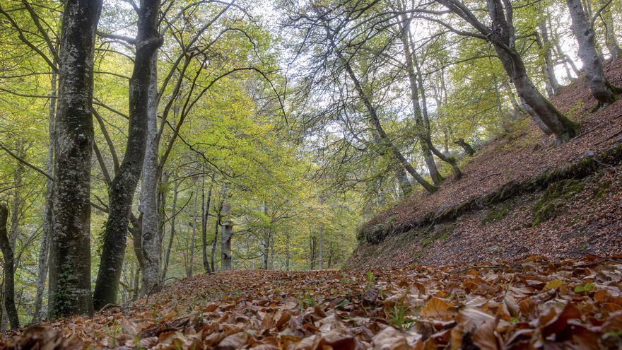 Los bosques pierden capacidad para absorber CO2 y peligran los objetivos climáticos de la UE